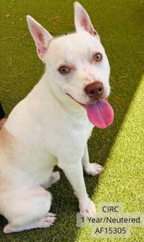 Circ -  Pit Bull Terrier and Mixed Breed Dog for Adoption - Circ | PetCurious