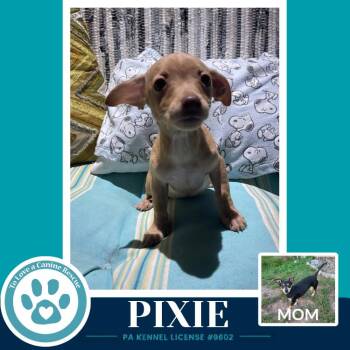 Pixie (Scooters Skittles) 100326 -  Chihuahua and Dachshund Dog for Adoption in Kimberton, Pennsylvania - Pixie (Scooters Skittles) 100326 | PetCurious