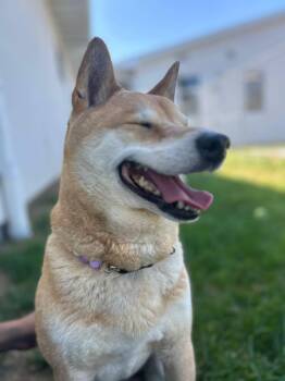Rescue Shiba Inu Dogs for Adoption in Auburn, Pennsylvania - Skye | PetCurious