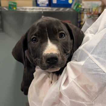 Labrador Retriever and Mixed Breed Dogs Available for Adoption in Greenville, South Carolina - Muffler | PetCurious
