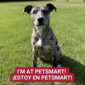 Rescue Mixed Breed Dogs for Adoption in Carrollton, Texas - Liam | PetCurious