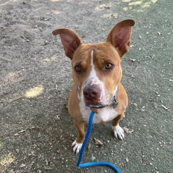 Muncy -  Pit Bull Terrier and Mixed Breed Dog for Adoption in Ojai, California - Muncy | PetCurious