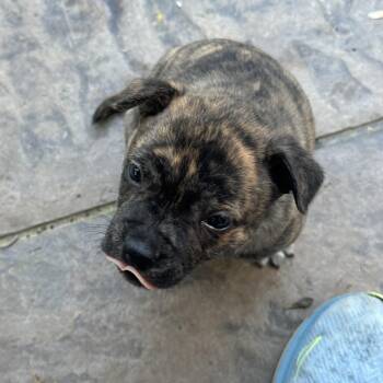 Mixed Breed Dogs Available for Adoption - Pouncer | PetCurious