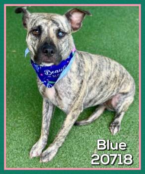 BLUE -  Mountain Cur Dog for Adoption in Marietta, Georgia - BLUE | PetCurious