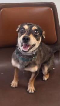 Finn -  Rat Terrier Dog for Adoption in Columbus, Ohio - Finn | PetCurious