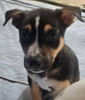 Linton/7 -  Cattle Dog and German Shepherd Dog Dog for Adoption in Thompson Falls, Montana - Linton/7 | PetCurious