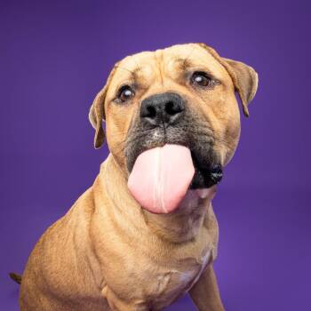 Mastiff Dogs Available for Adoption - Piper AKA Tobias Squishmallow III | PetCurious
