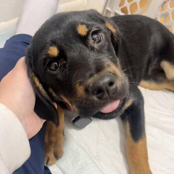 Mixed Breed Dogs Available for Adoption in Boone, Iowa - Dell | PetCurious