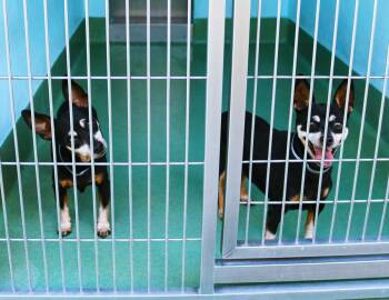 Terrier and Miniature Pinscher Dogs Available for Adoption - DO DO | PetCurious