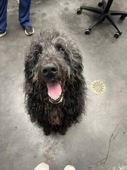 06843B Chef Boyardee -  Labrador Retriever and Standard Poodle Dog for Adoption in North Charleston, South Carolina - 06843B Chef Boyardee | PetCurious