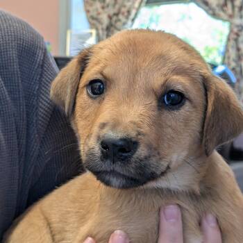 Mixed Breed Dogs Available for Adoption in Huntsville, Arkansas - Pickles | PetCurious