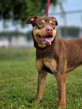Gunner -  Pit Bull Terrier Dog for Adoption in Huntington, Indiana - Gunner | PetCurious