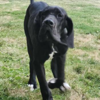 Sawyer -  Great Dane Dog for Adoption in Kirkland, Washington - Sawyer | PetCurious