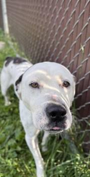 Cookie -  Pit Bull Terrier and Mixed Breed Dog for Adoption in Harbor Springs, Michigan - Cookie | PetCurious