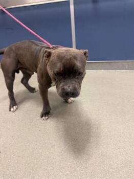 ROCKY -  Pit Bull Terrier Dog for Adoption in Doral, Florida - ROCKY | PetCurious