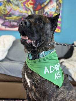 Rescue Cane Corso Dogs for Adoption in Glendale, Arizona - Russell | PetCurious