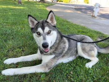 Siberian Husky Dogs Available for Adoption - BENITO | PetCurious
