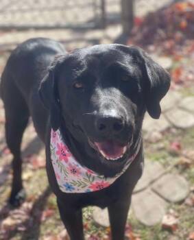 Rescue Labrador Retriever Dogs for Adoption in Broken Arrow, Oklahoma - JULIA 2 | PetCurious