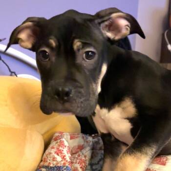 Bowser -  Boxer and Mixed Breed Dog for Adoption in Northville, Michigan - Bowser | PetCurious