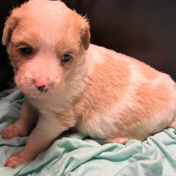 Rescue Shepherd and Mixed Breed Dogs for Adoption in Marshall, Texas - Nova | PetCurious