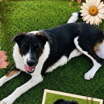 Glory -  Anatolian Shepherd Dog for Adoption in Anahuac, Texas - Glory | PetCurious