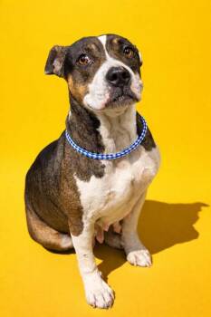 Mixed Breed Dogs Available for Adoption in Jacksonville, Florida - CAPTAIN PAW-VEL | PetCurious