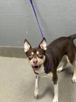 Rescue Pit Bull Terrier Dogs for Adoption in Las Vegas, Nevada - KODA | PetCurious