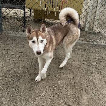 Siberian Husky Dogs Available for Adoption - MORGAN | PetCurious