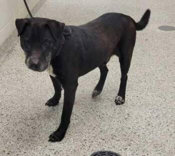 Puffin -  Mixed Breed Dog for Adoption in Kansas City, Missouri - Puffin | PetCurious