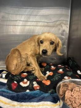 61150429 -  Chihuahua and Mixed Breed Dog for Adoption in El Paso, Texas - 61150429 | PetCurious