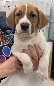 Finn -  Treeing Walker Coonhound Dog for Adoption in Sumter, South Carolina - Finn | PetCurious