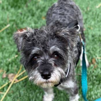 Rocket -  Miniature Schnauzer Dog for Adoption in Homer Glen, Illinois - Rocket | PetCurious