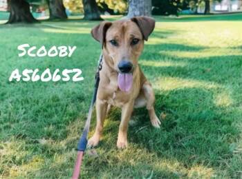 German Shepherd Dog and Labrador Retriever Dogs Available for Adoption - SCOOBY | PetCurious