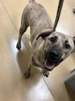 TUPAC -  German Shepherd Dog and Mixed Breed Dog for Adoption in Minneapolis, Minnesota - TUPAC | PetCurious