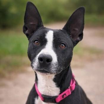 Yuna -  Pit Bull Terrier Dog Available for Adoption in Bridgeport, California - Yuna | PetCurious