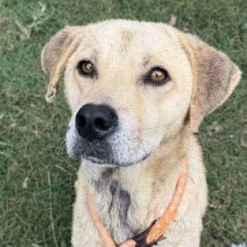 BRADLEY -  Retriever Dog for Adoption in Fernandina Beach, Florida - BRADLEY | PetCurious