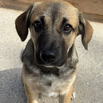 Rescue German Shepherd Dog and Labrador Retriever Dogs for Adoption in San Diego, California - Mystery | PetCurious