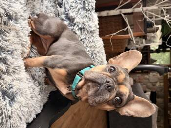Pebbles -  French Bulldog Dog for Adoption in North Freedom, Wisconsin - Pebbles | PetCurious