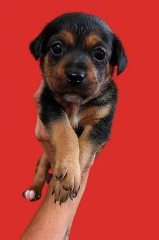 Rescue Shih Tzu and Jack Russell Terrier Dogs for Adoption in San Diego, California - Rhett | PetCurious