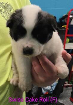 Australian Shepherd Dogs Available for Adoption - Swiss Cake Roll | PetCurious