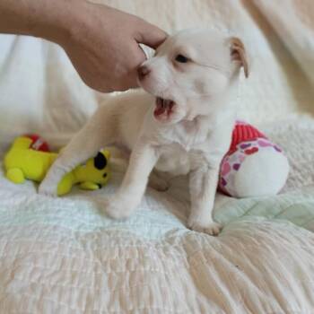 Jorah -  Mixed Breed Dog for Adoption in Wadena, Minnesota - Jorah | PetCurious