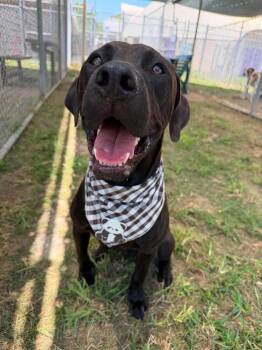Demelaurd / Nolan -  Labrador Retriever Dog for Adoption in Broomfield, Colorado - Demelaurd / Nolan | PetCurious