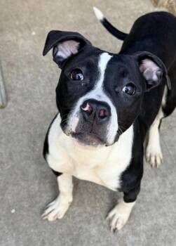 Pit Bull Terrier Dogs Available for Adoption in Chicago, Illinois - Play-Doh | PetCurious