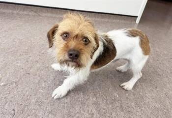 MUSTACHE -  Terrier Dog for Adoption in Brentwood, Missouri - MUSTACHE | PetCurious