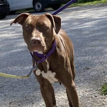 Maple -  Labrador Retriever Dog for Adoption in Pittsford, Vermont - Maple | PetCurious