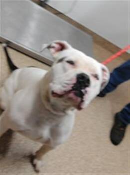 JUSTICE -  American Bulldog and Mixed Breed Dog for Adoption in Albuquerque, New Mexico - JUSTICE | PetCurious
