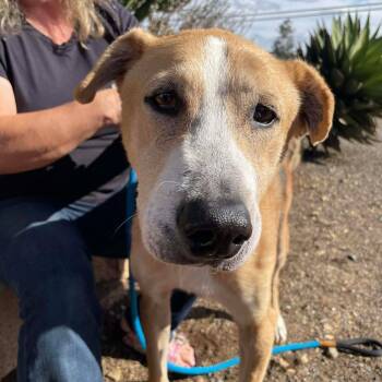 Rescue German Shepherd Dog Dogs for Adoption in Ramona, California - Ranger Wonderbread | PetCurious