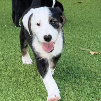 Border Collie and Shepherd Dogs Available for Adoption in Lakewood Ranch, Florida - Grits | PetCurious
