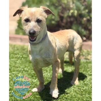 Terrier Dogs Available for Adoption in Inglewood, California - Kevin Hart | PetCurious