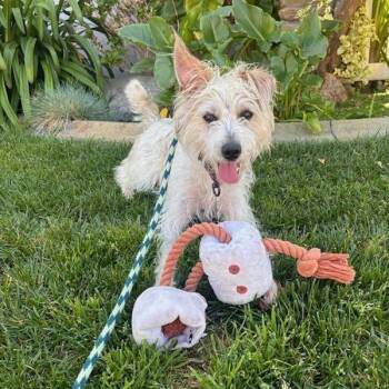Happy -  Terrier Dog for Adoption in Apple Valley, California - Happy | PetCurious